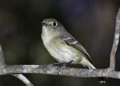 Ruby-crowned Kinglet