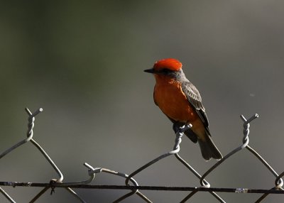 Vermillion Flycatcher