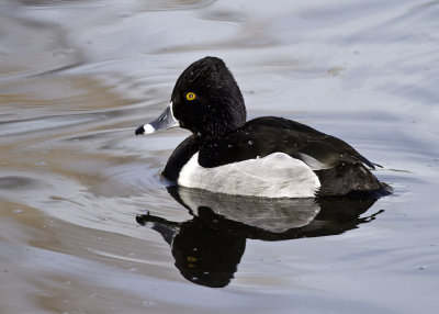 Ring-necked Duck