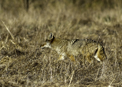 Coyote