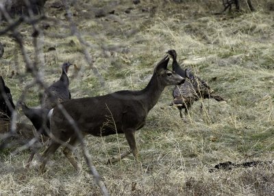 Mule Deer