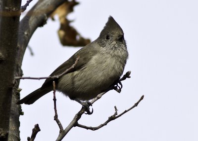 Oak Titmouse