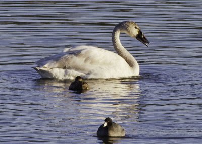 Tunda Swan