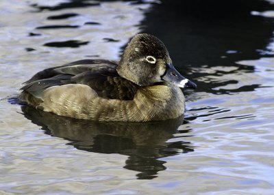 Ring-necked Duck