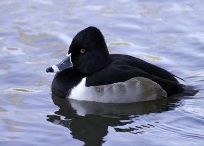 Ring-necked Duck