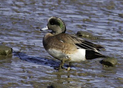 American Wigeon