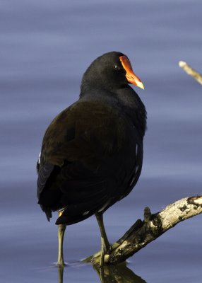 Common Moorhen