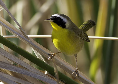 Common Yellowthroat