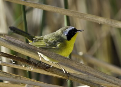 Common Yellowthroat