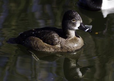 Ring-necked Duck
