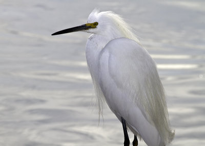 Snowy Egret