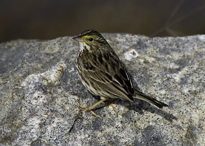 Belding Savannah Sparrow