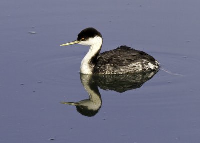 Western Grebe