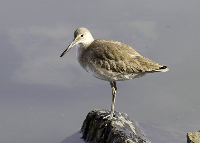 Willet