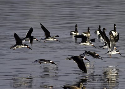 Black Skimmer