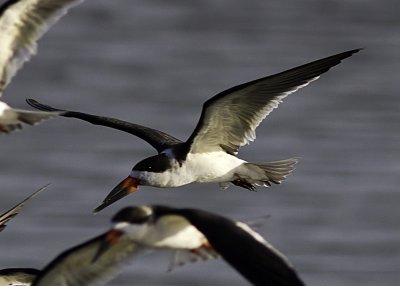 Black Skimmer