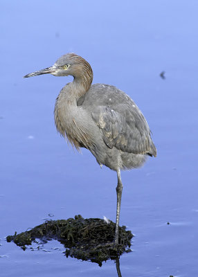 Reddish Egret