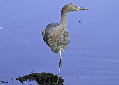 Reddish Egret