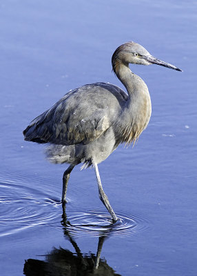 Reddish Egret