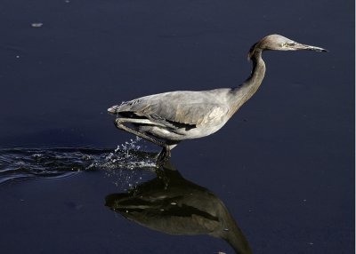 Reddish Egret
