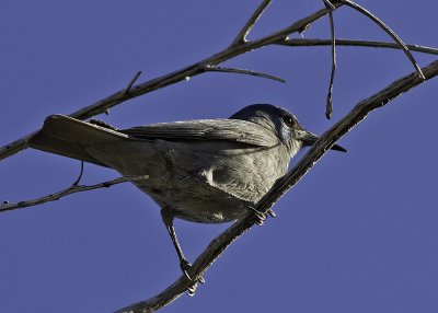 Pinyon Jay