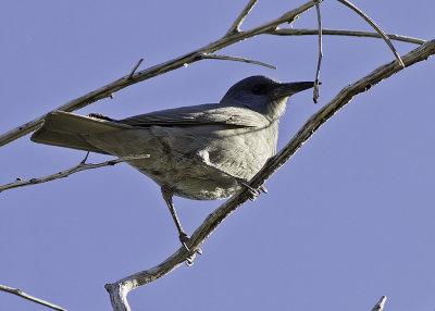 Pinyon Jay