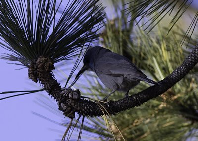 Pinyon Jay