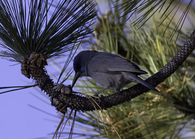 Pinyon Jay