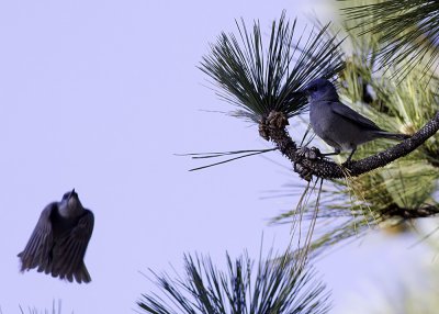 Pinyon Jay