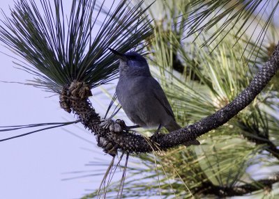 Pinyon Jay