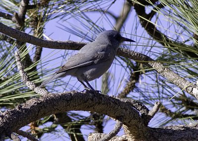 Pinyon Jay