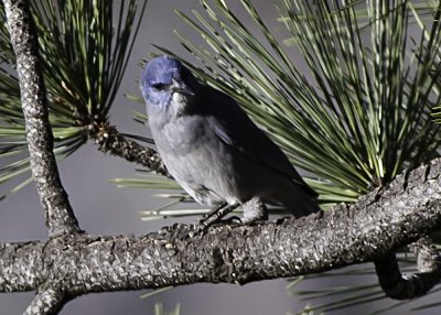Pinyon Jay
