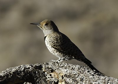 Northern Flicker