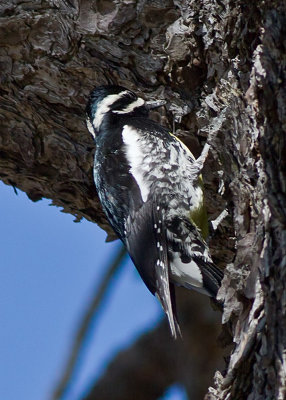 Downy Woodpecker