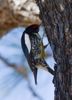 Williamson's Sapsucker