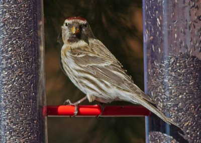 Common Redpoll