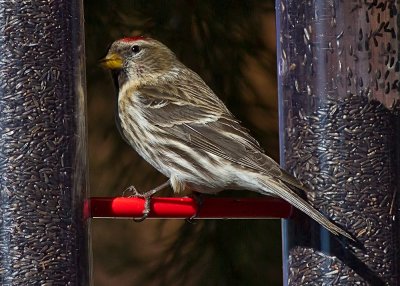 Common Redpoll