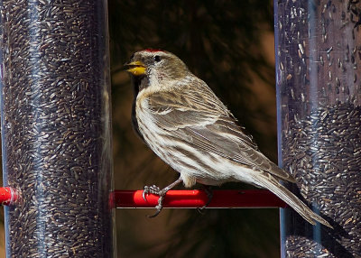 Common Redpoll