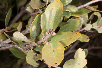 California Scrub Oak (Quercus xacutidens)