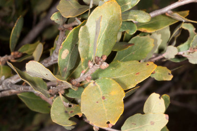 Scrub Oak (Quercus berberidifolia)