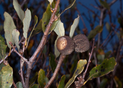 California Scrub Oak (Quercus xacutidens)