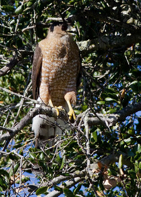 Cooper's Hawk