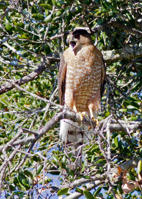 Cooper's Hawk