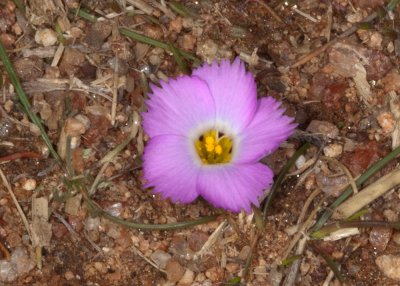 Ground Pink (Linanthus dianthiflorus)