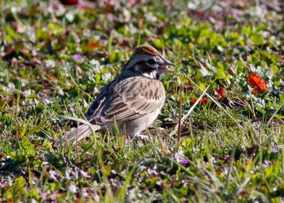 American Lark Sparrow