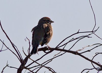 American Lark Sparrow