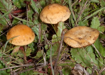 Brown Mushrooms