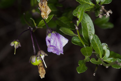 Parish Nightshade Solanum parishii)