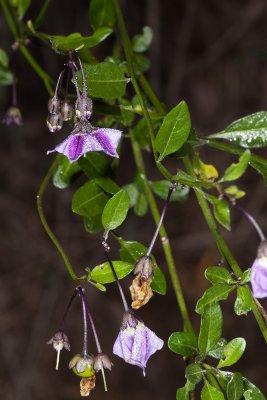 Parish Nightshade (Solanium parishii)