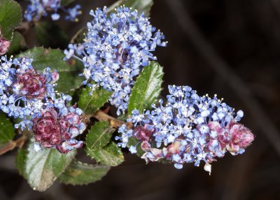 Ramona Lilac (Ceanothus tomentosus)